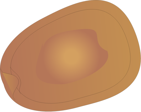 Dinoflagellate