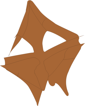 Dinoflagellate