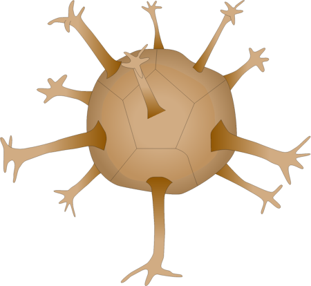 Dinoflagellate Cyst
