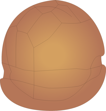 Dinoflagellate Cyst