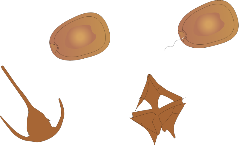 Dinoflagellates