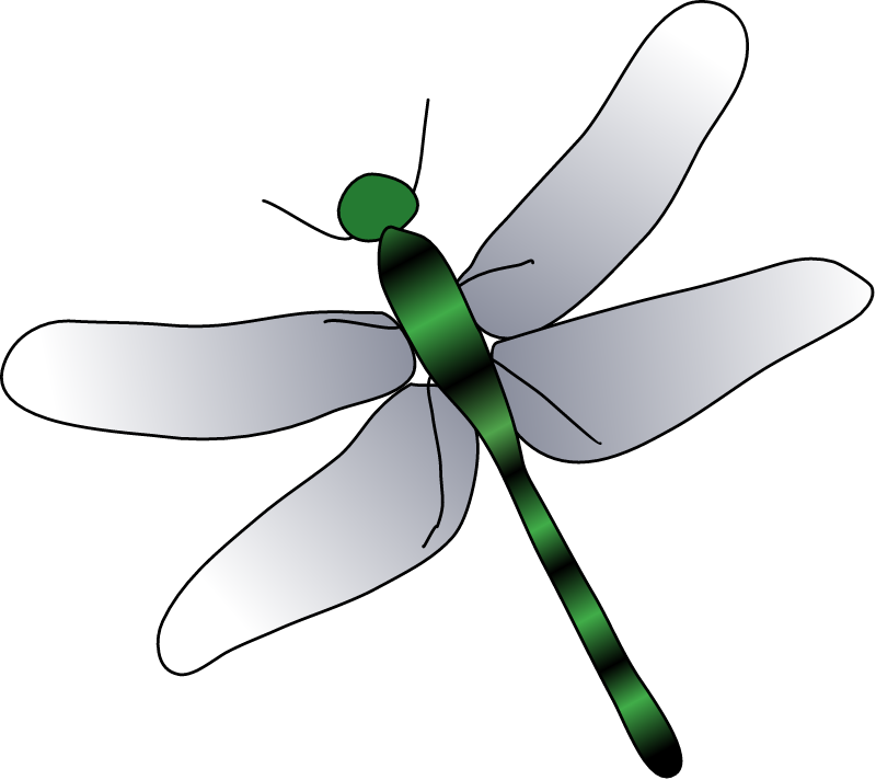 Dragonfly Adult