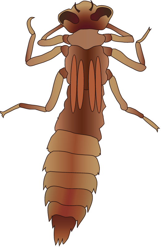 Dragonfly Nymph