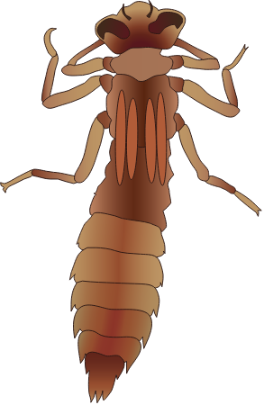 Dragonfly Nymph