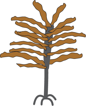 Ecklonia Radiata