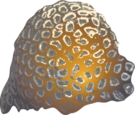 Encrusting Coral