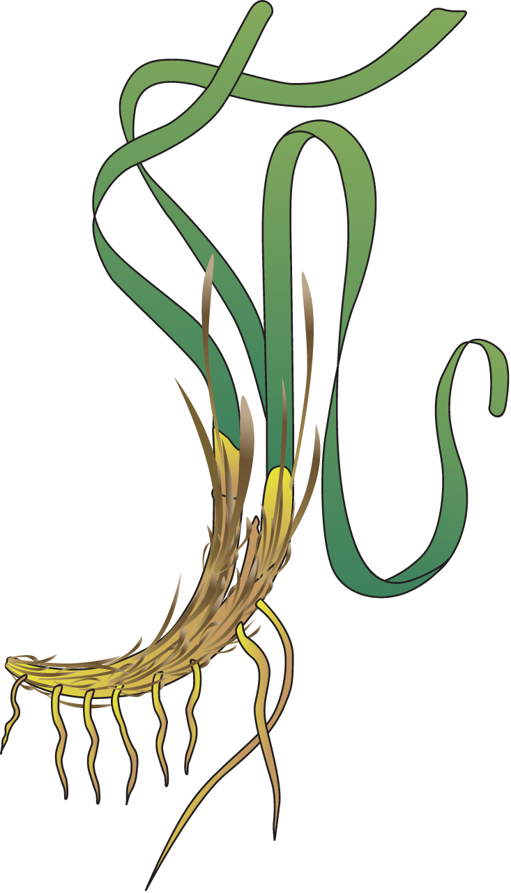 Enhalus Acoroides
