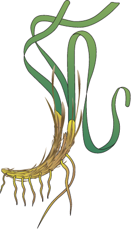 Enhalus Acoroides