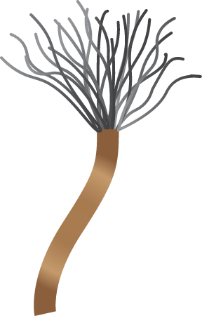 Feather Duster Worm