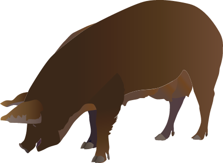 Feral Pig