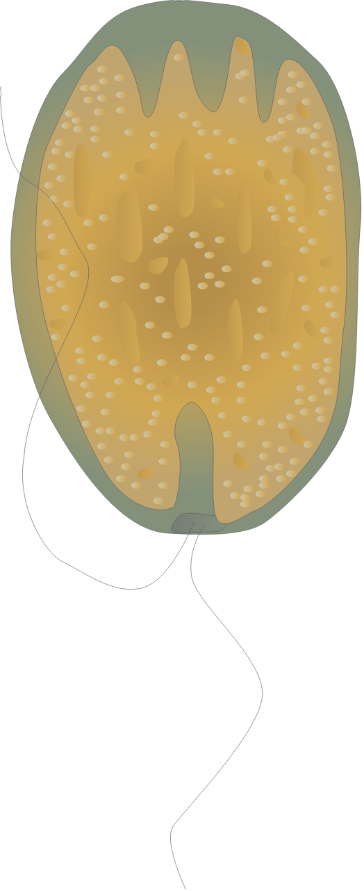 Fibrocapsa Japonica