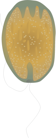 Fibrocapsa Japonica