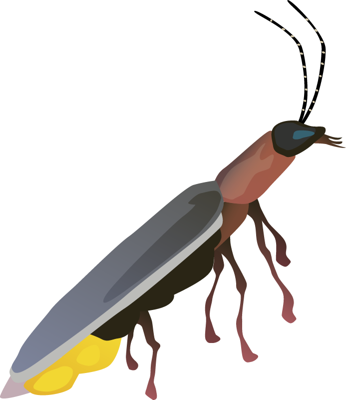 Firefly