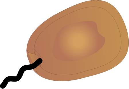 Flagellated Dinoflagellate