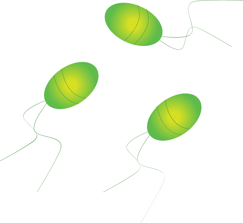 Flagellates
