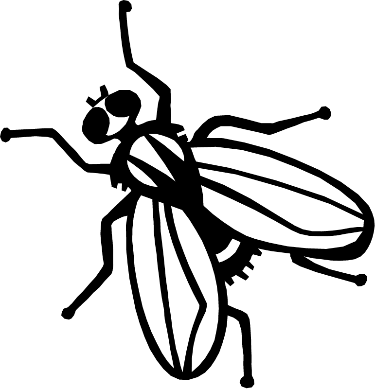 Fly