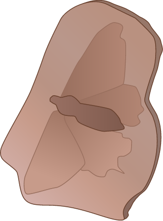 Fossil Moth