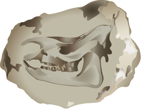 Fossil Rhinoceros Jaw