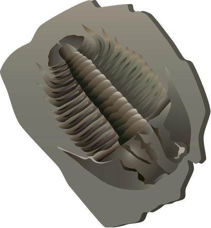 Fossil Trilobite