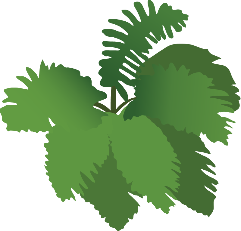 Generic Fern