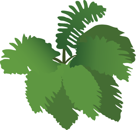 Generic Fern