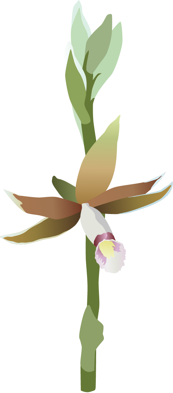 Generic Orchid