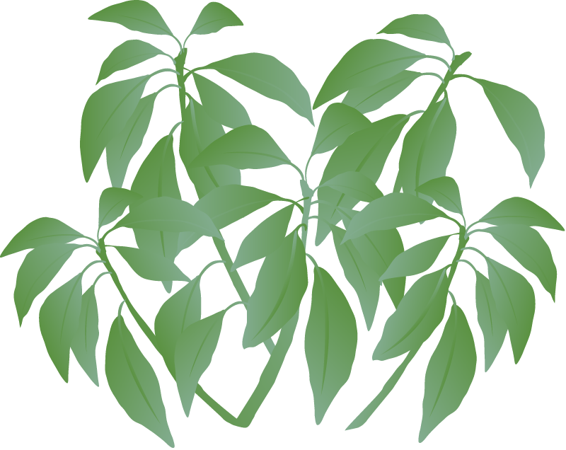 Generic Shrub Tropical