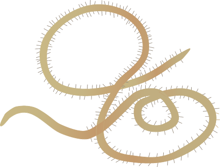 Gordian Worm