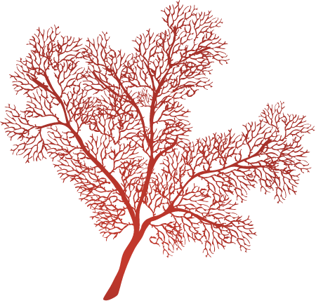 Gorgonian Sea Fan