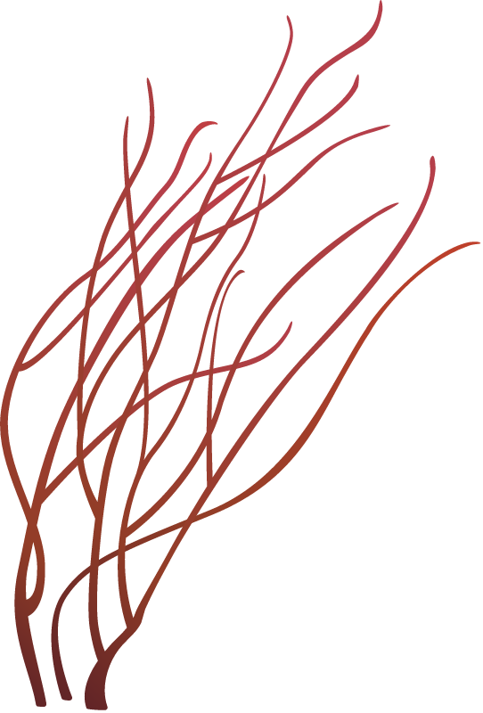 Gorgonian Sea Whip