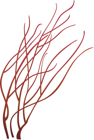 Gorgonian Sea Whip