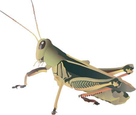 Grasshopper