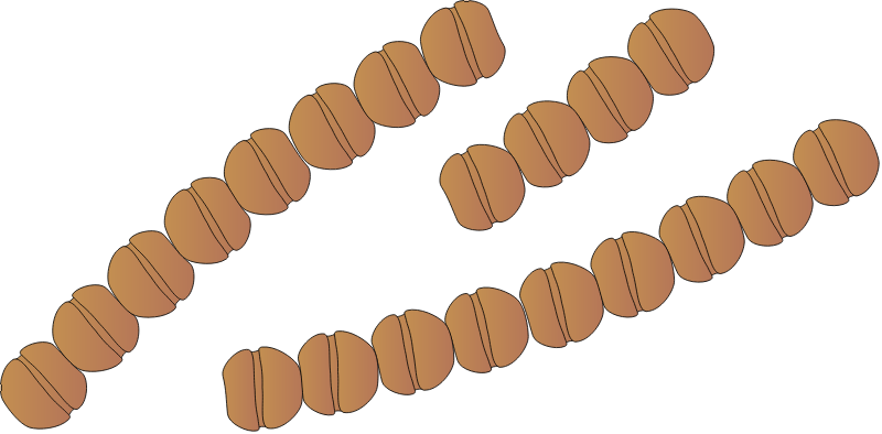 Gymnodinium Catenatum