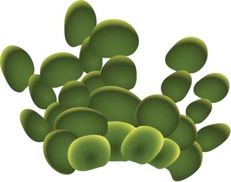 Halimeda Discoidea