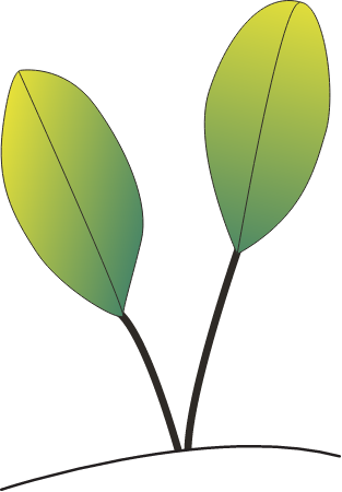 Halophila Australis