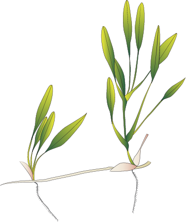 Halophila Beccari