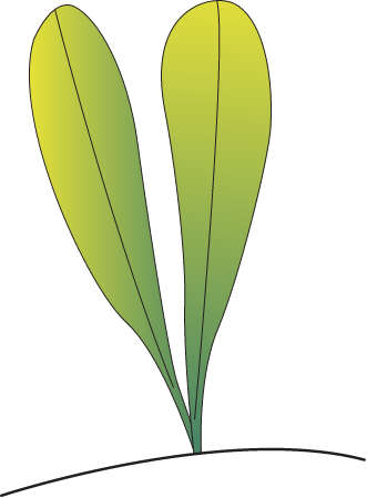 Halophila Hawaiiana