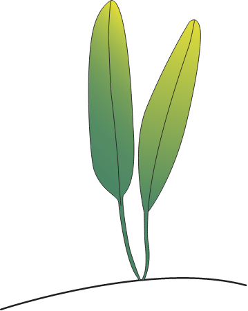 Halophila Linearis