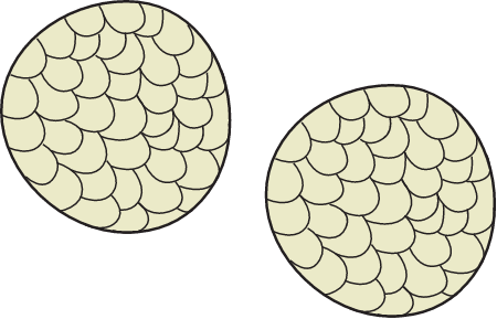 Halophila Ovalis Seeds