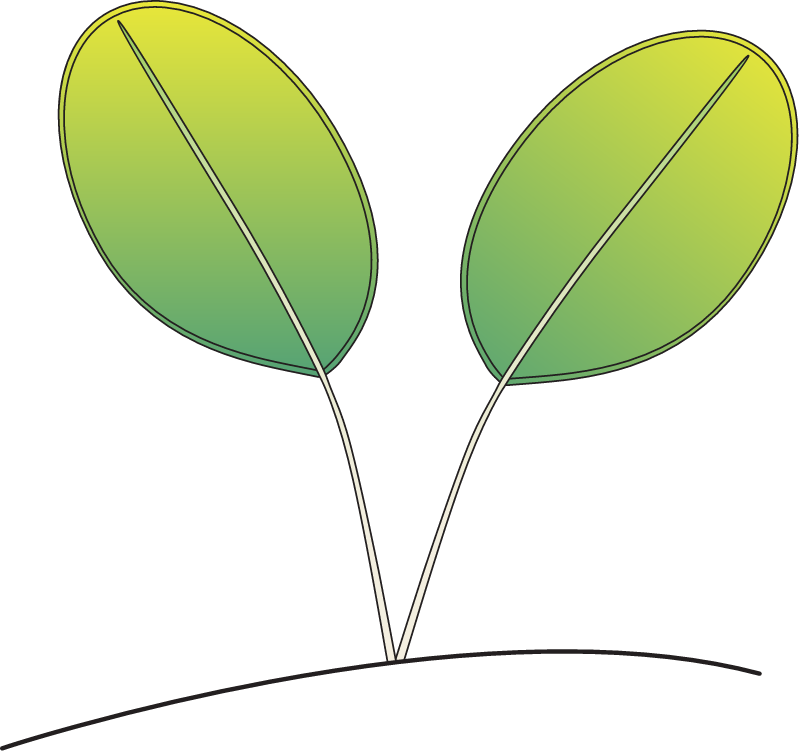 Halophila Ovata
