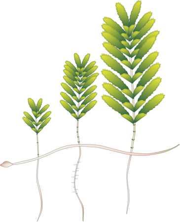 Halophila Spinulosa