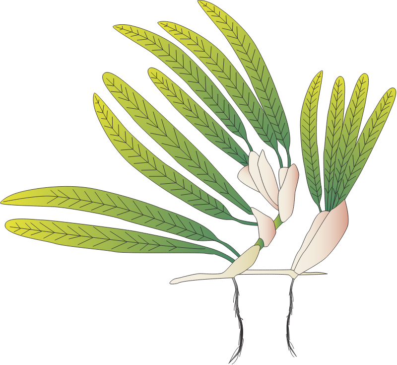 Halophila Stipulacea