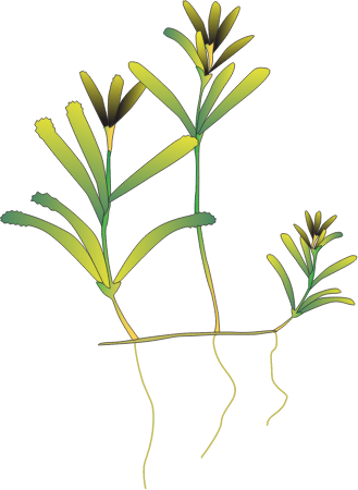 Halophila Tricostata