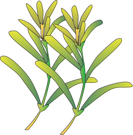 Halophila Tricostata