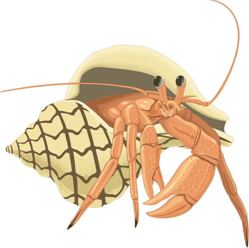 Hermit Crab