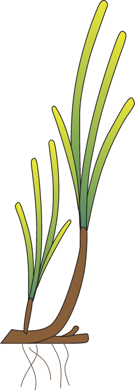 Heterozostera Tasmanica