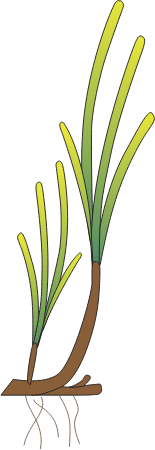 Heterozostera Tasmanica