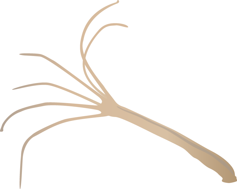 Hydra