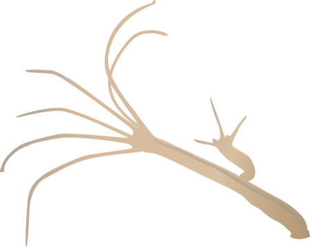 Hydra Budding