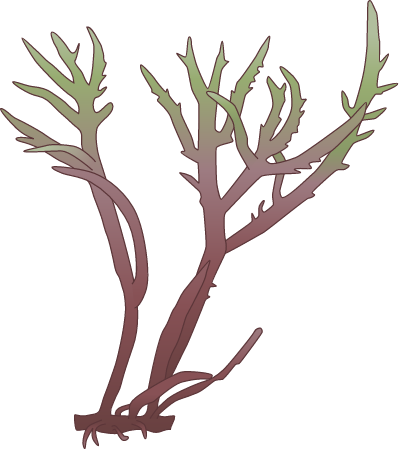 Hypnea Musciformis